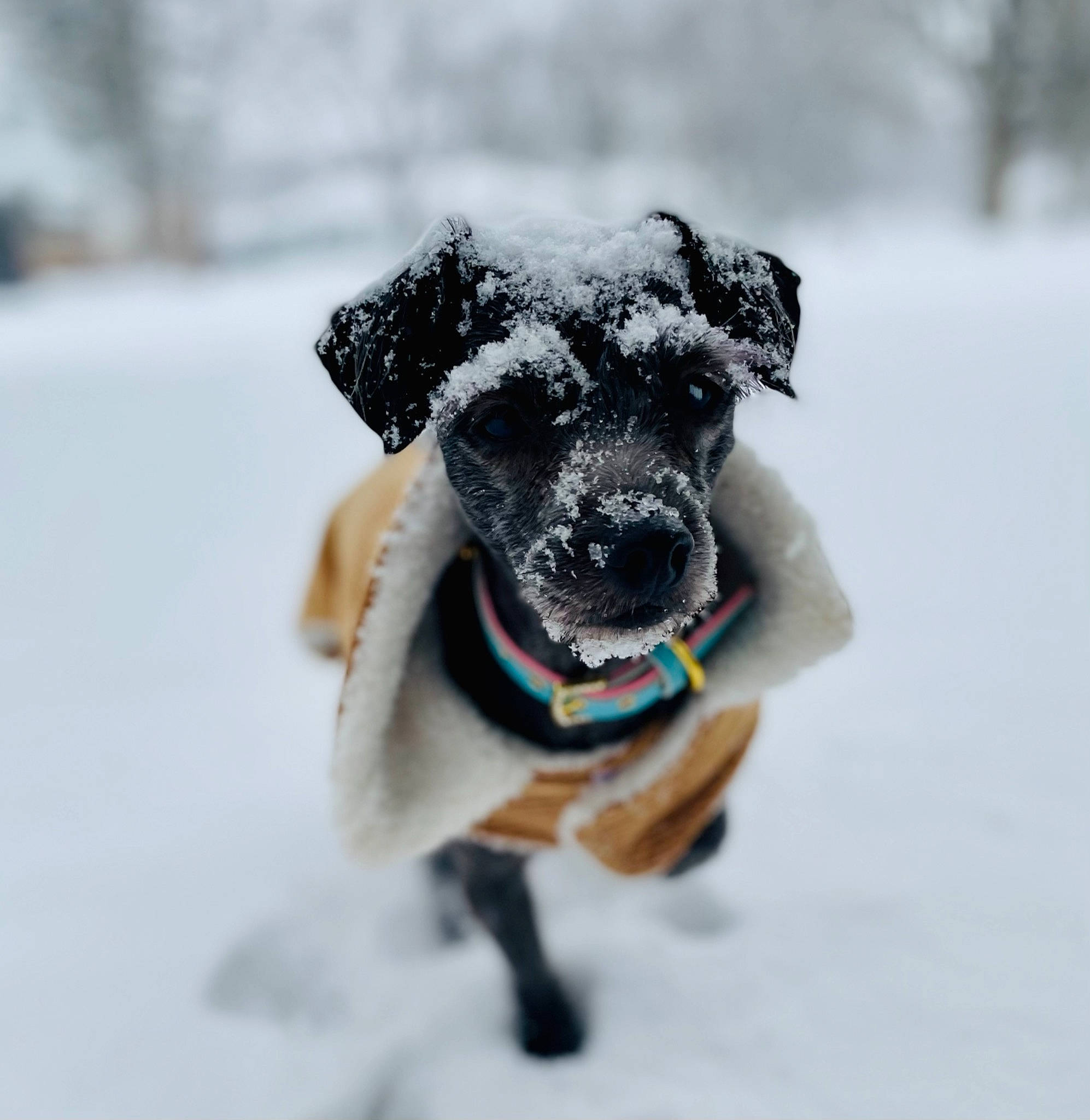 Nova is registered to the contest to win money with this photo: canidae, carnivore, collar, companion_dog, dog, dog_breed, dog_clothes, dog_collar, dog_supply, freezing, fur, ice, pet_supply, precipitation, snout, snow, sporting_group, winter, working_animal, working_dog