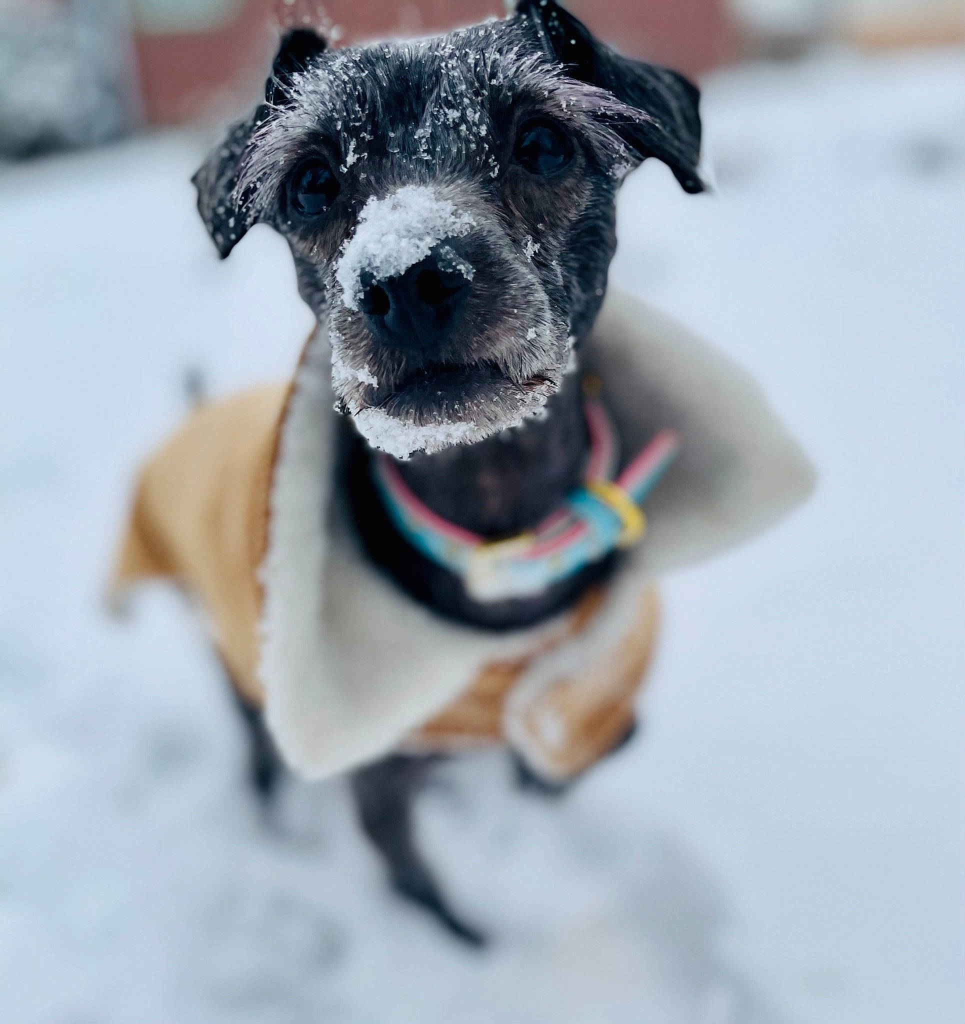Nova joined the competition — help win amazing prizes! canidae, carnivore, collar, companion_dog, dog, dog_breed, dog_clothes, dog_collar, dog_supply, freezing, fur, leash, pet_supply, precipitation, snout, snow, sporting_group, whiskers, winter, working_animal
