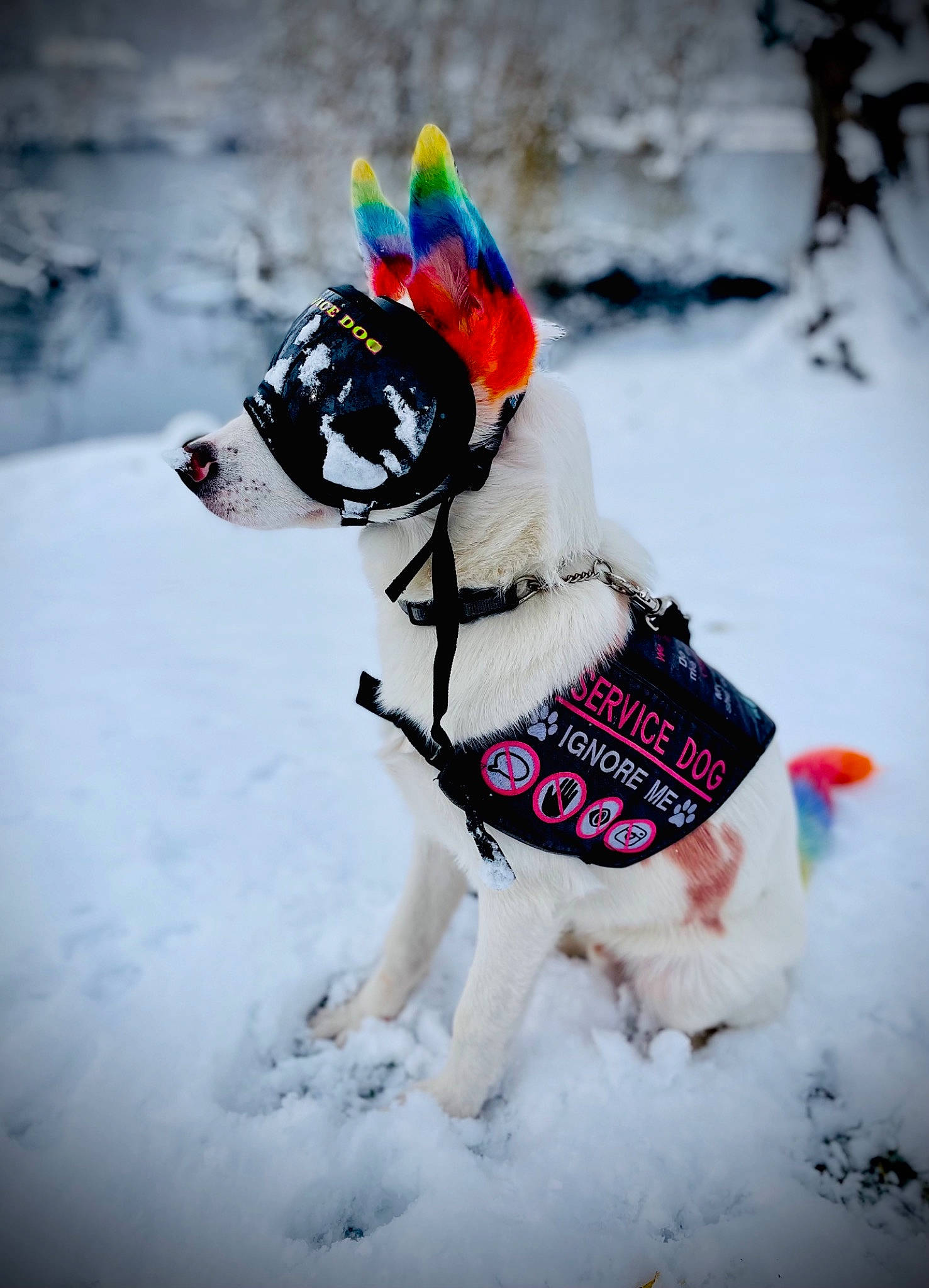 Casper joined the competition — help win amazing prizes! carnivore, collar, companion_dog, dog, dog_breed, dog_clothes, dog_collar, dog_supply, event, fawn, freezing, fur, leash, pet_supply, recreation, snout, snow, sporting_group, winter, working_animal