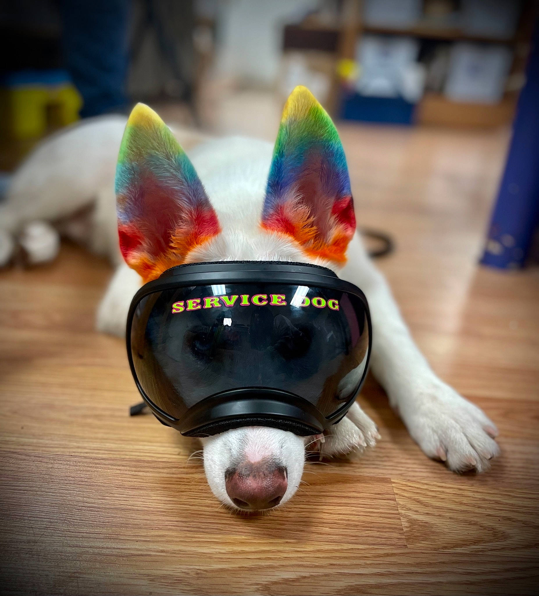 Casper joined the competition — help win amazing prizes! animal_figure, art, carmine, dog_breed, eyewear, fashion_accessory, fawn, fur, horn, livestock, magenta, personal_protective_equipment, rabbits_and_hares, snout, sunglasses, terrestrial_animal, toy, whiskers, wood, working_animal