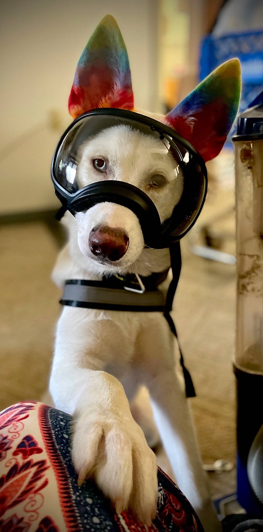 Casper joined the competition — help win amazing prizes! ball, carnivore, collar, companion_dog, dog, dog_breed, dog_collar, eyewear, fawn, fur, head, headgear, helmet, personal_protective_equipment, snout, sporting_group, sports_equipment, whiskers, white, working_animal