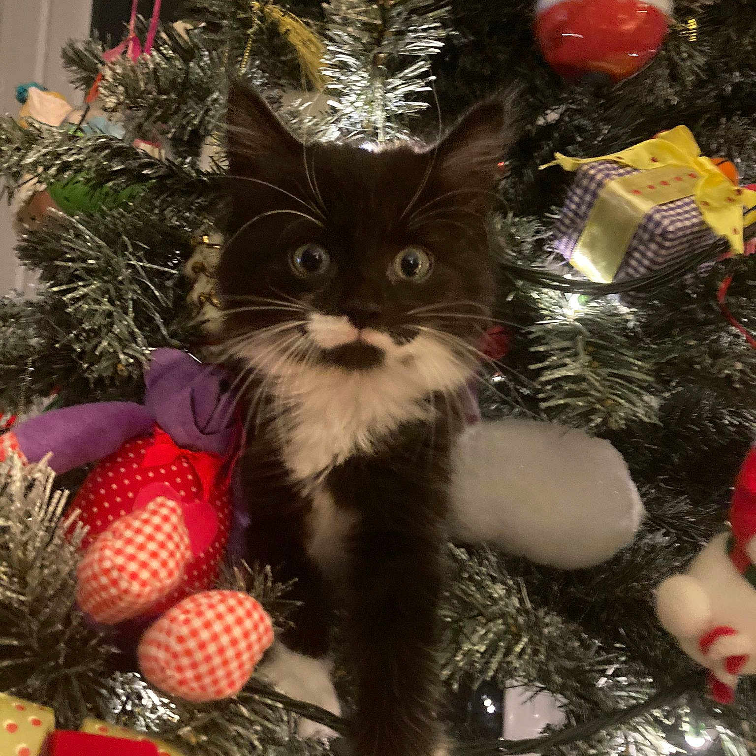 Phoebe is registered to the contest to win money with this photo: carnivore, cat, christmas, christmas_decoration, christmas_eve, christmas_ornament, christmas_tree, conifer, event, fawn, felidae, fur, holiday, holiday_ornament, ornament, plant, small_to_medium_sized_cats, tail, tradition, whiskers