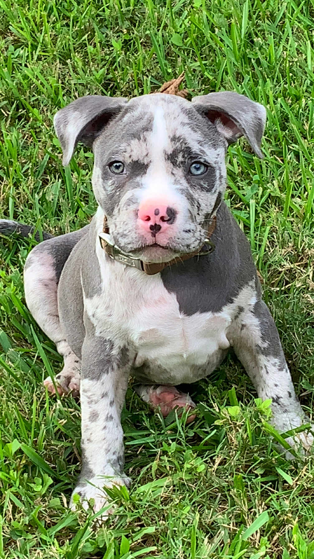 Milo joined the competition — help win amazing prizes! puppy, dog, grass, outdoor, pet, animal, cute, young, collar, sitting, spotted_coat, ears, nose, eyes, nature, adorable, mammal, portrait, closeup, greenery
