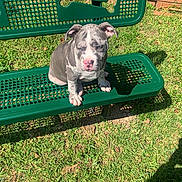Milo joined the competition — help win amazing prizes! puppy, dog, bench, green_bench, outdoor, grass, sunlight, pink_nose, pet, animal, cute, sitting, fence, nature, daylight, shadow, playful, young_dog, one_eye_closed, backyard