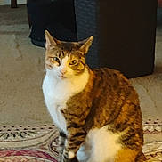 Susan is registered to the contest to win money with this photo: animal, basket, calm, carpet, cat, domestic, ears, floor, fur, furniture, household, indoor, looking, mammal, patterned_rug, paws, pet, sitting, tabby_cat, whiskers