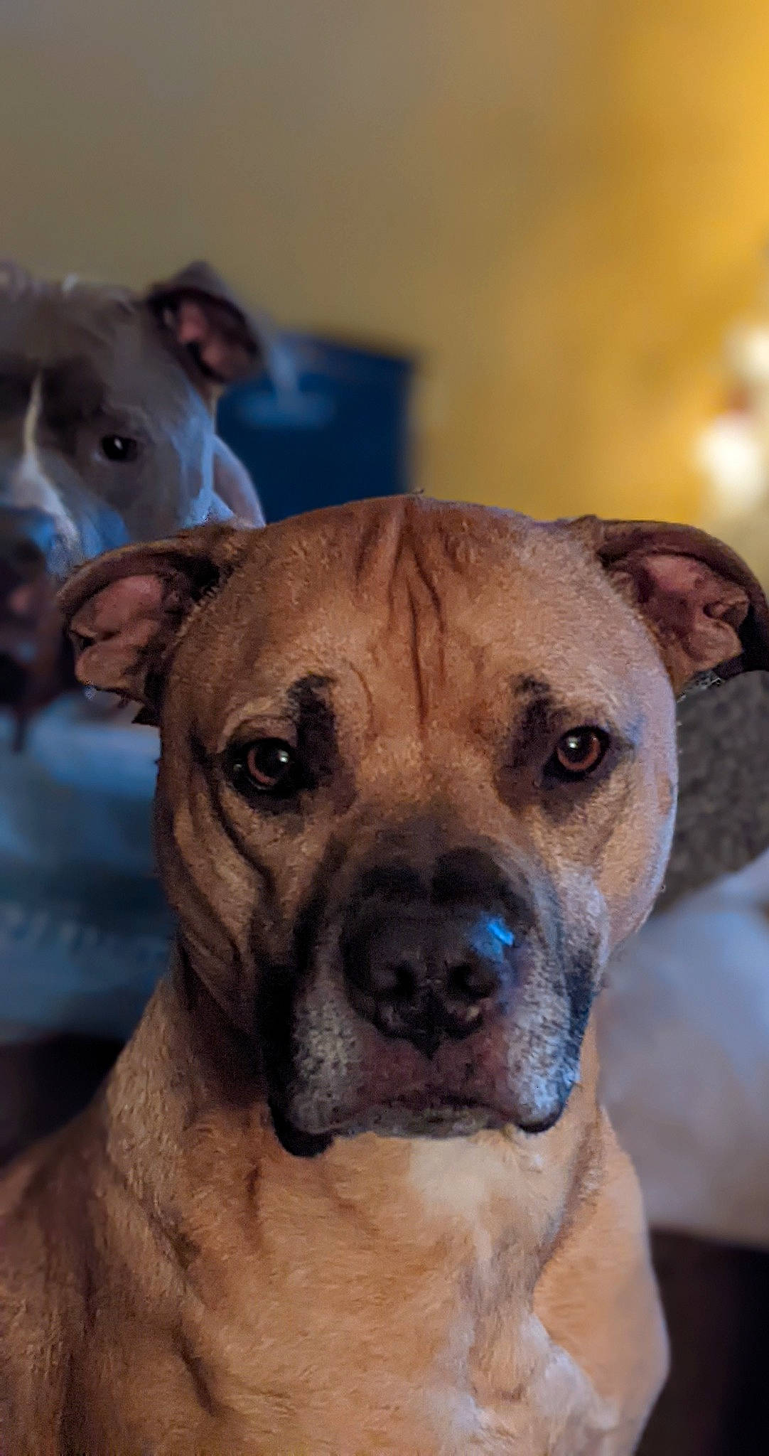 Diesel is registered to the contest to win money with this photo: ancient_dog_breeds, canidae, carnivore, companion_dog, dog, dog_breed, fawn, guard_dog, molosser, non_sporting_group, pet_supply, snout, sporting_group, whiskers, working_dog, wrinkle