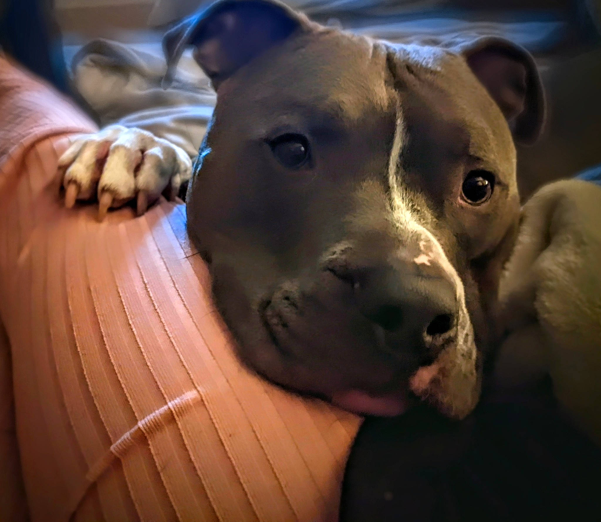 Capone joined the competition — help win amazing prizes! canidae, carnivore, collar, companion_dog, dog, dog_breed, ear, fawn, guard_dog, non_sporting_group, pet_supply, snout, sporting_group, terrestrial_animal, whiskers, working_animal