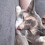 Minette a rejoint le concours — aidez-le/la à gagner de superbes lots ! cat, sleeping, paw, arm, person, closeup, fur, cozy, resting, indoor, blanket, comfort, relaxation, whiskers, cute, feline, nap, domestic_animal, pet, soft