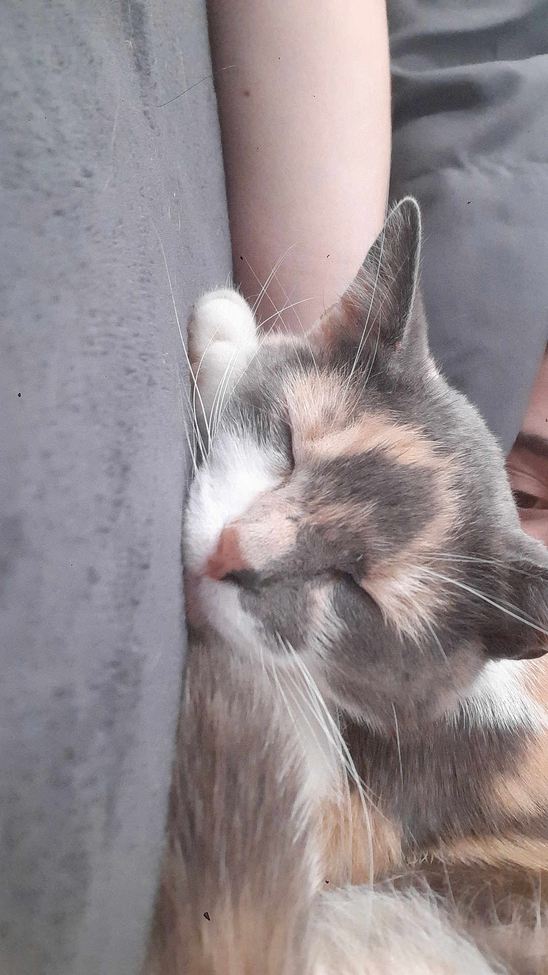 Minette