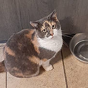 Minette a rejoint le concours — aidez-le/la à gagner de superbes lots ! cat, calico, pet, animal, feline, indoor, floor, tile, water_bowl, curious, sitting, looking_up, domestic, whiskers, ears, fur, cute, companion, home, quiet