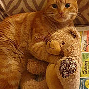 Garfield participe au concours pour gagner de l'argent avec cette photo : cat, orange_tabby, stuffed_animal, teddy_bear, blanket, patterned_blanket, indoor, relaxed, animal, pet, fur, cute, cozy, lying_down, comfort, toy, newspaper, home, resting, domestic