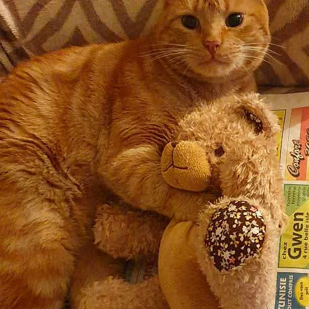 Garfield participe au concours pour gagner de l'argent avec cette photo : cat, orange_tabby, stuffed_animal, teddy_bear, blanket, patterned_blanket, indoor, relaxed, animal, pet, fur, cute, cozy, lying_down, comfort, toy, newspaper, home, resting, domestic