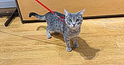 Mira participe au concours pour gagner de l'argent avec cette photo : cat, tabby_cat, leash, wooden_floor, stacked_clothing, sweaters, indoor, pet, curious, gray_cat, flooring, shelf, store, domestic_animal, animal, feline, looking, standing, wide_eyes, red_leash