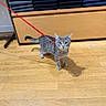 cat, tabby_cat, leash, wooden_floor, stacked_clothing, sweaters, indoor, pet, curious, gray_cat, flooring, shelf, store, domestic_animal, animal, feline, looking, standing, wide_eyes, red_leash