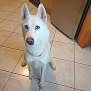 Louna participe au concours pour gagner de l'argent avec cette photo : dog, husky, white_dog, blue_eyes, pet, indoor, kitchen, tile_floor, refrigerator, sitting, looking_up, ears, paws, floor, domestic, animal_portrait, collar, shadow, curious, companion
