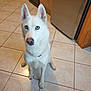 dog, husky, white_dog, blue_eyes, pet, indoor, kitchen, tile_floor, refrigerator, sitting, looking_up, ears, paws, floor, domestic, animal_portrait, collar, shadow, curious, companion