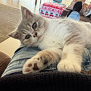 Hawai participe au concours pour gagner de l'argent avec cette photo : animal, blanket, cat, closeup, comfort, couch, cozy, curious, cute, furniture, home, indoor, jeans, kitten, lap, paw, pet, relaxation, resting, soft