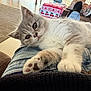animal, blanket, cat, closeup, comfort, couch, cozy, curious, cute, furniture, home, indoor, jeans, kitten, lap, paw, pet, relaxation, resting, soft