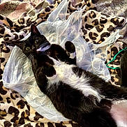 Molly joined the competition — help win amazing prizes! cat, tuxedo_cat, black_and_white, plastic_bag, leopard_print, blanket, fur, pet, animal, lying_down, indoor, curious, whiskers, paws, relaxed, cozy, soft_texture, feline, playful, resting