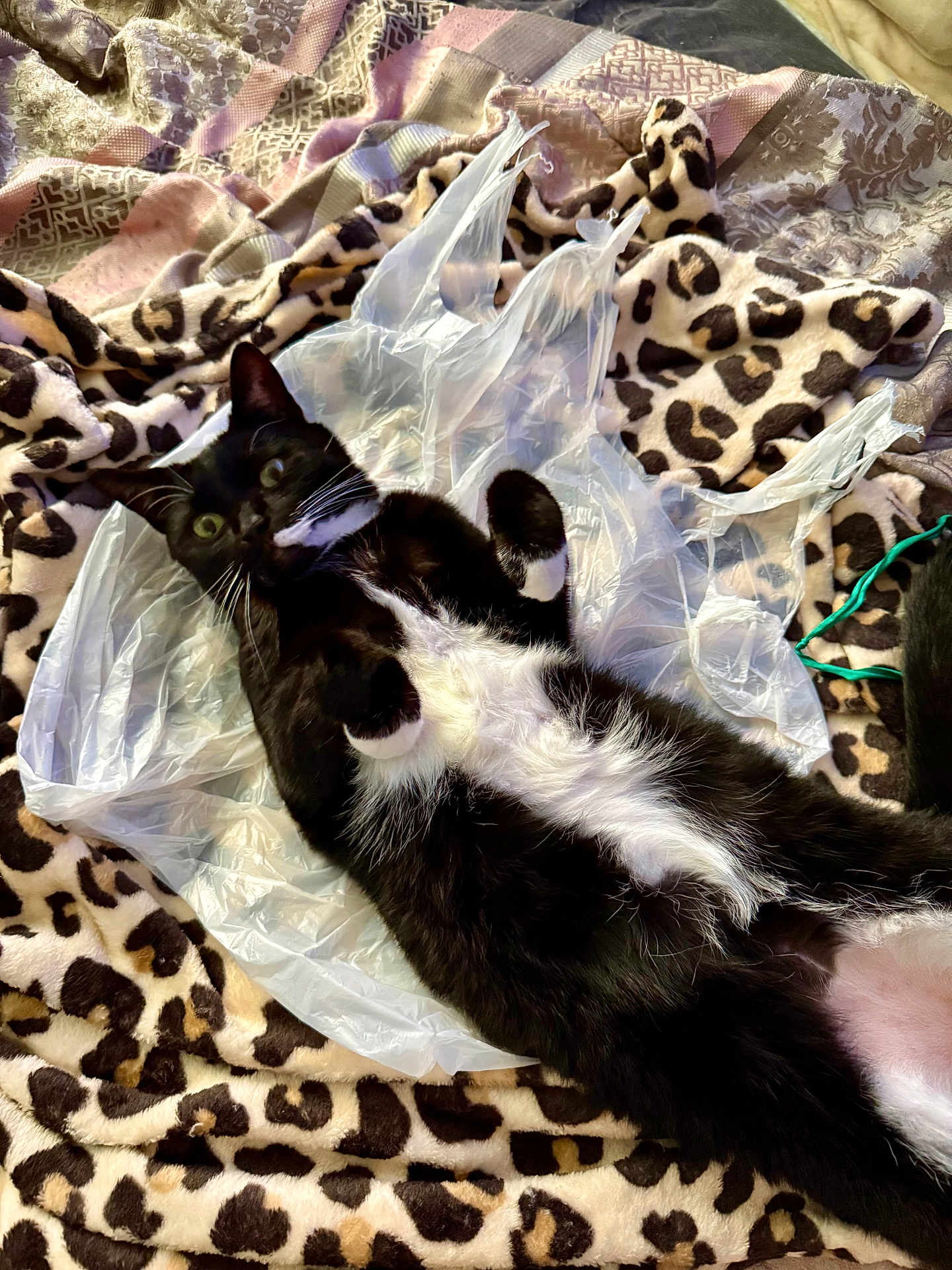 Molly joined the competition — help win amazing prizes! cat, tuxedo_cat, black_and_white, plastic_bag, leopard_print, blanket, fur, pet, animal, lying_down, indoor, curious, whiskers, paws, relaxed, cozy, soft_texture, feline, playful, resting