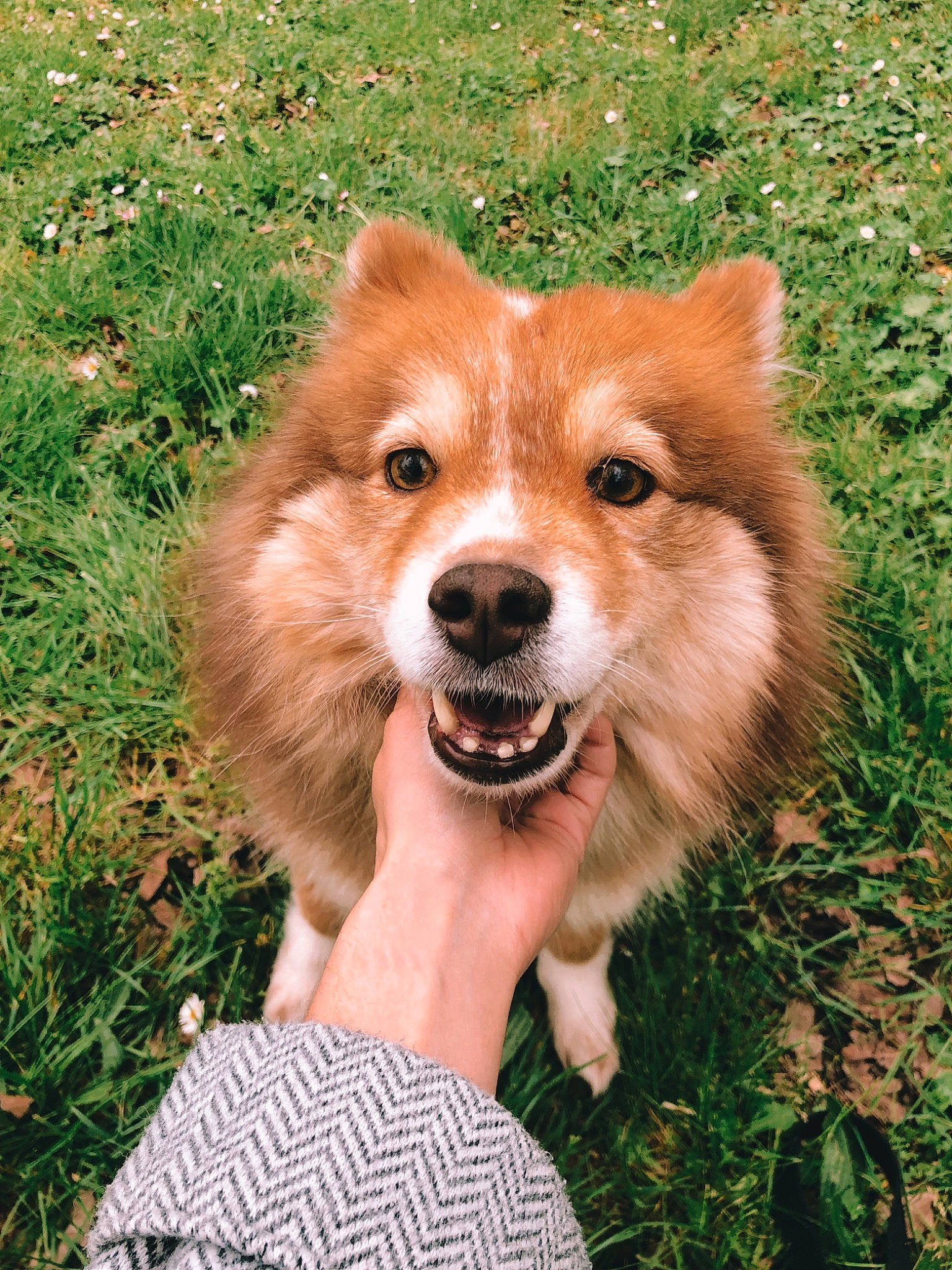 Abby participe au concours pour gagner de l'argent avec cette photo : ancient_dog_breeds, canidae, carnivore, companion_dog, dog, dog_breed, fawn, fur, grass, liver, snout, sporting_group, terrestrial_animal, whiskers, wildlife, working_animal, working_dog