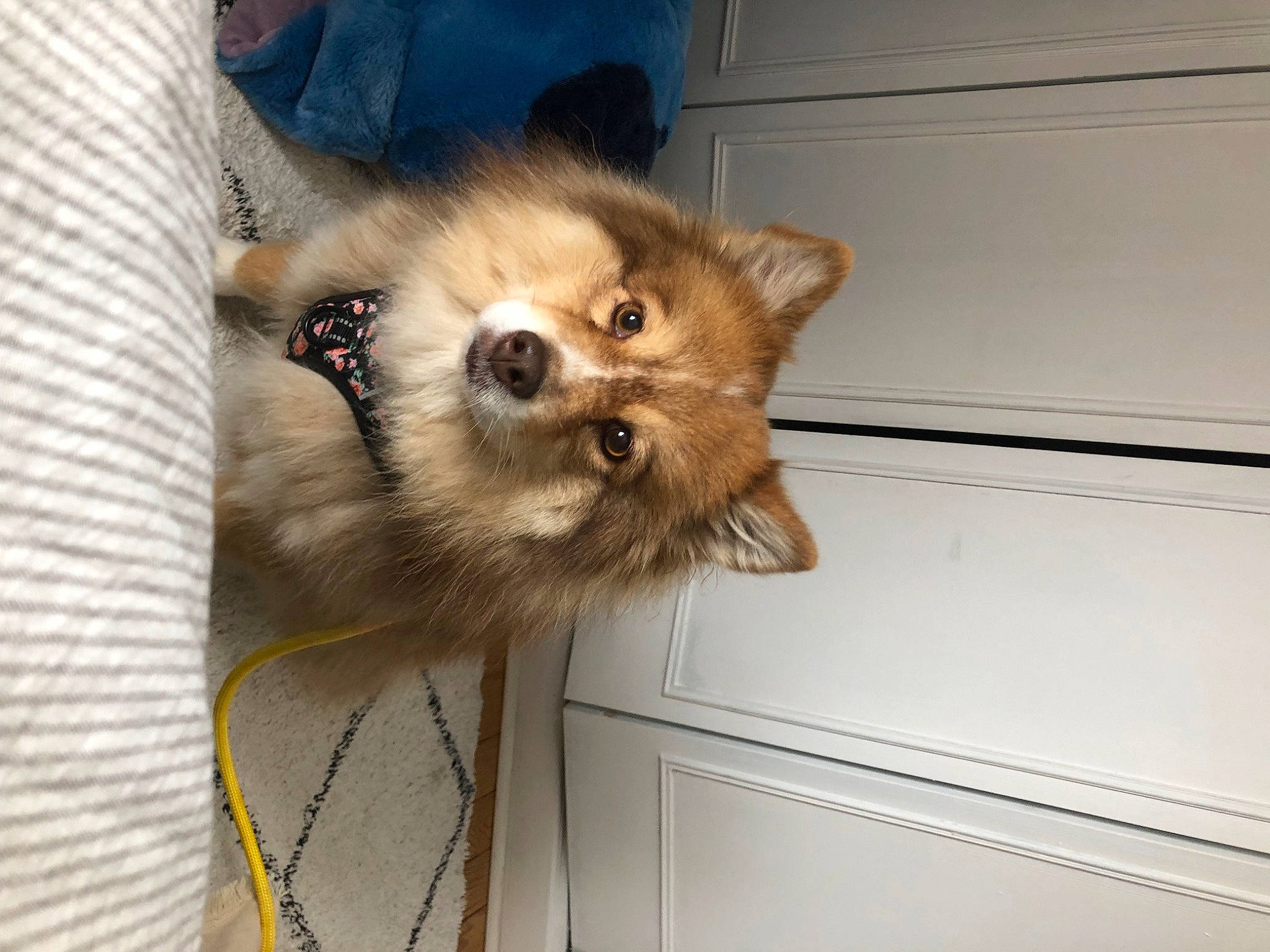 Abby a rejoint le concours — aidez-le/la à gagner de superbes lots ! canidae, carnivore, companion_dog, dog, dog_breed, dog_supply, fawn, fur, german_spitz, liver, pet_supply, small_to_medium_sized_cats, snout, spitz, sporting_group, toy_dog, volpino_italiano, whiskers, wood, working_animal