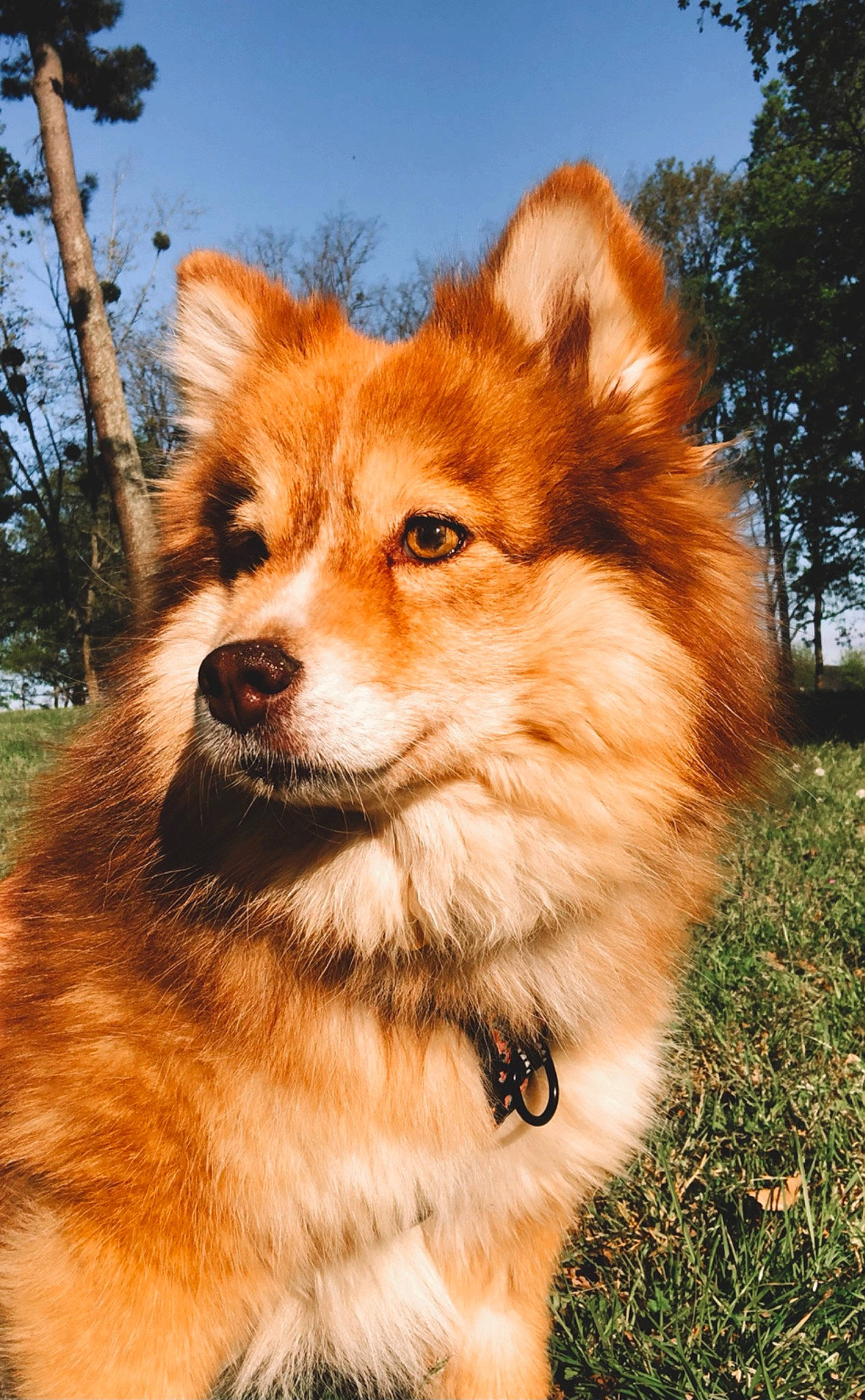 Abby participe au concours pour gagner de l'argent avec cette photo : canidae, carnivore, companion_dog, dog, dog_breed, eye, fawn, fur, grass, liver, plant, sky, snout, sporting_group, terrestrial_animal, tree, whiskers, wildlife, working_animal, working_dog