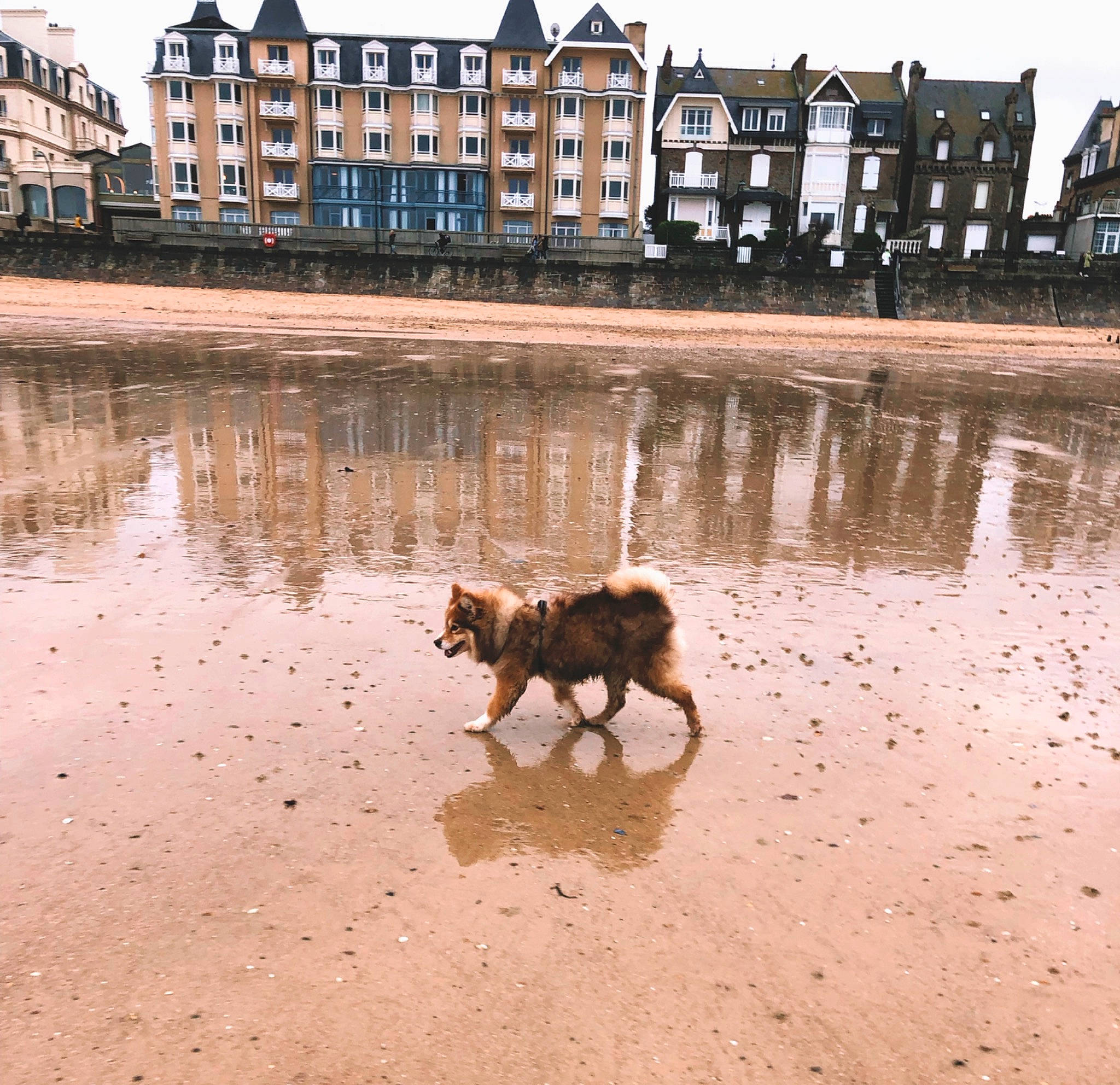 Abby participe au concours pour gagner de l'argent avec cette photo : bank, beach, building, calm, carnivore, coast, dog, dog_breed, fawn, house, lake, reflection, sand, shore, sky, water, water_resources, window, wood, working_animal