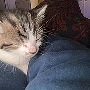 Jasmine is registered to the contest to win money with this photo: blurred_background, cat, close_up, comfort, cozy, cute, domestic_animal, feline, fur, indoor, kitten, nap, peaceful, pet, resting, sleeping, soft, warm, whiskers, young_animal