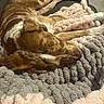 animal, blanket, brown, comfort, couch, cozy, dog, fur, indoors, laying, peaceful, pet, quiet, relaxed, resting, sleeping, soft, texture, warm, white