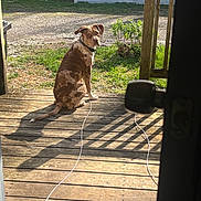 Jasper is registered to the contest to win money with this photo: animal, brown_dog, cable, collar, daylight, dog, fence, grass, house, leash, looking_back, outdoor, pet, porch, shadow, sitting, sunlight, white_spots, wooden_floor, yard