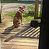 animal, brown_dog, cable, collar, daylight, dog, fence, grass, house, leash, looking_back, outdoor, pet, porch, shadow, sitting, sunlight, white_spots, wooden_floor, yard