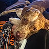 Jasper is registered to the contest to win money with this photo: animal, brown, casual, close_up, comfort, companion, cozy, dog, graphic, hand, indoor, laying, person, pet, relaxed, resting, shirt, speckled, warm_light, white