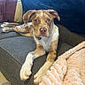 animal, blanket, brown, couch, cozy, curious, dog, ears, front_paws, fur, home, indoor, laying, looking, muzzle, pet, pillow, relaxed, spotted, white