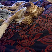 Jasper is registered to the contest to win money with this photo: dog, brown_and_white, speckled, blanket, bed, resting, indoor, furniture, television, cage, relaxed, sleepy, canine, pet, cozy, fabric, patterned, home, comfort, lying_down