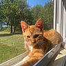 animal, blue_sky, cat, daylight, domestic_cat, feline, grass, house, nature, orange_tabby, outdoor, pet, relaxed, resting, stretching, sunlight, sunny, tree, window_screen, windowsill