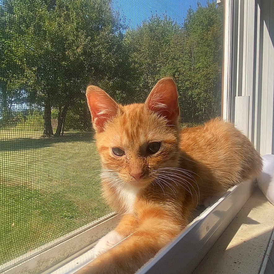 Lucifer joined the competition — help win amazing prizes! cat, orange_tabby, windowsill, window_screen, outdoor, tree, grass, sunlight, blue_sky, pet, animal, stretching, domestic_cat, feline, daylight, relaxed, nature, house, sunny, resting