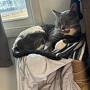 Bandit is registered to the contest to win money with this photo: cat, cozy, curled_up, feline, fur, gray_cat, home, indoor, nap, pet, quiet, relaxation, resting, sleeping, soft_light, striped_blanket, sunlight, tail, white_paws, window