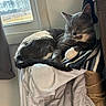 cat, cozy, curled_up, feline, fur, gray_cat, home, indoor, nap, pet, quiet, relaxation, resting, sleeping, soft_light, striped_blanket, sunlight, tail, white_paws, window