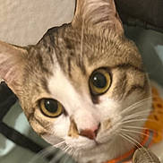 Blaizou a rejoint le concours — aidez-le/la à gagner de superbes lots ! cat, tabby, close_up, indoor, pet, curious, collar, whiskers, face, eyes, feline, animal, domestic_animal, cute, portrait, young_cat, orange_collar, fur, head, mammal