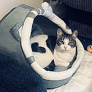 Milo is registered to the contest to win money with this photo: cat, pet_bed, indoor, feline, cozy, resting, white_and_gray_cat, soft_texture, curious_eyes, animal, fur, domestic_cat, relaxing, home_interior, plush_bed, sleeping_area, quiet, comfort, two_cats, shadow