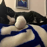 Lolobean joined the competition — help win amazing prizes! bed, black_and_white, blanket, cat, close_up, cozy, domestic, framed_photo, fur, indoor, napping, paw, pet, portrait, relaxation, sleeping, soft_texture, tuxedo_cat, wall, whiskers