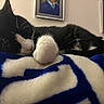 bed, black_and_white, blanket, cat, close_up, cozy, domestic, framed_photo, fur, indoor, napping, paw, pet, portrait, relaxation, sleeping, soft_texture, tuxedo_cat, wall, whiskers