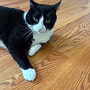 Lolo joined the competition — help win amazing prizes! cat, black_and_white, pet, animal, feline, indoor, wooden_floor, laying_down, whiskers, ears, paws, fur, close_up, looking_at_camera, domestic_cat, cute, eyes, relaxed, floor, home