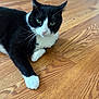cat, black_and_white, pet, animal, feline, indoor, wooden_floor, laying_down, whiskers, ears, paws, fur, close_up, looking_at_camera, domestic_cat, cute, eyes, relaxed, floor, home