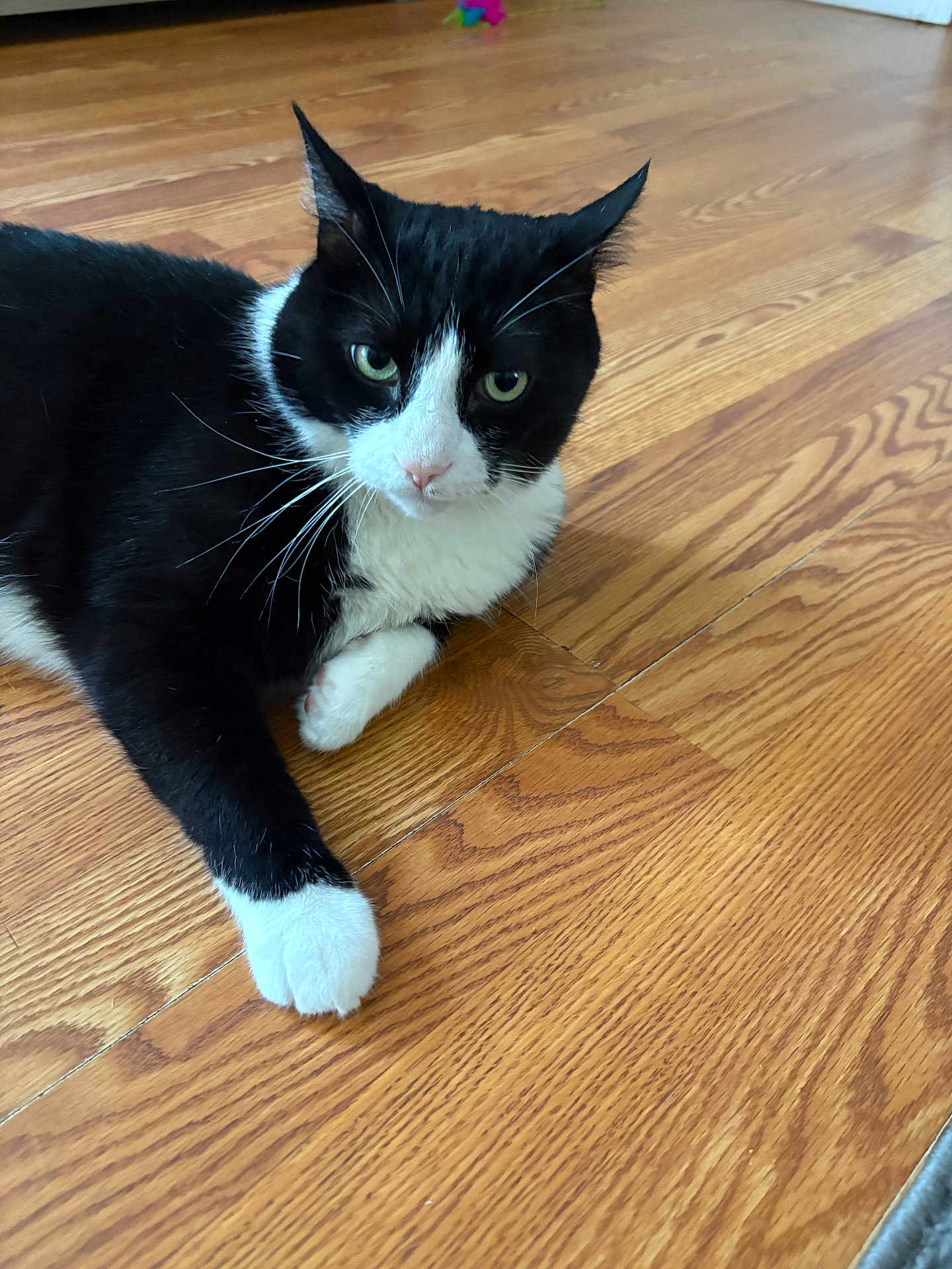 Lolo joined the competition — help win amazing prizes! cat, black_and_white, pet, animal, feline, indoor, wooden_floor, laying_down, whiskers, ears, paws, fur, close_up, looking_at_camera, domestic_cat, cute, eyes, relaxed, floor, home