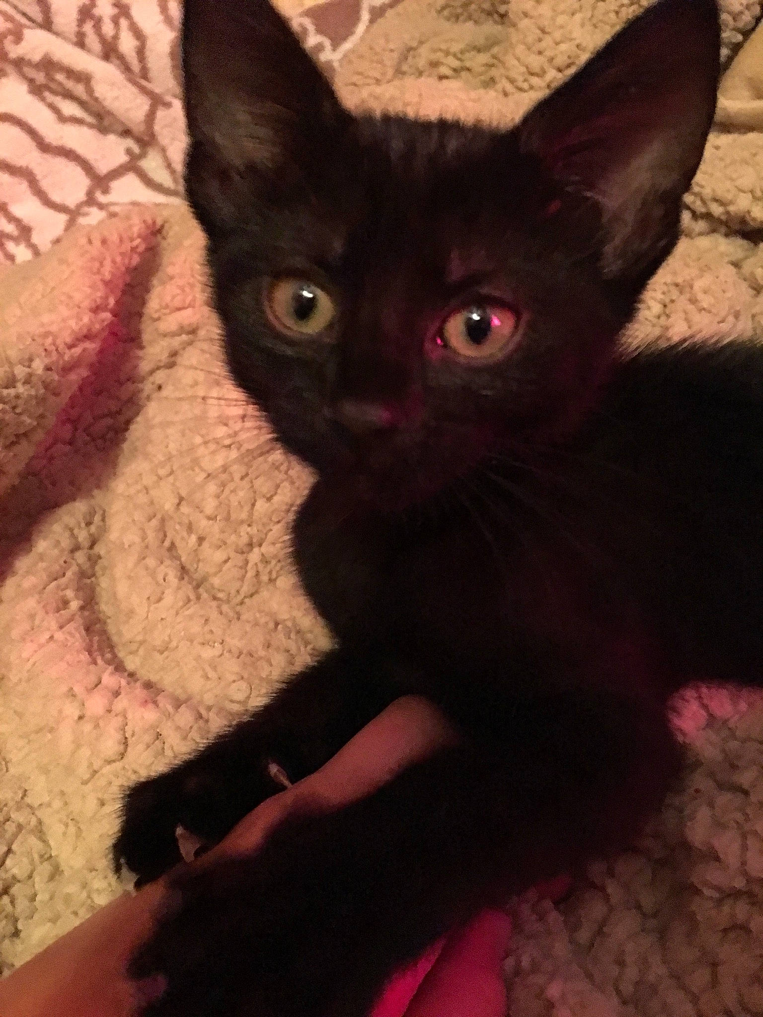 Freya is registered to the contest to win money with this photo: black_cat, carmine, carnivore, cat, claw, domestic_short_haired_cat, ear, eye, fawn, felidae, fur, human_body, iris, magenta, pink, small_to_medium_sized_cats, snout, tail, terrestrial_animal, whiskers