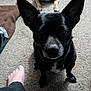 dog, black_dog, large_ears, carpet, indoor, pet, animal, foot, pants, light_dog, background, blurred, sitting, curious, close_up, household, companion, domestic_animal, furry, canine