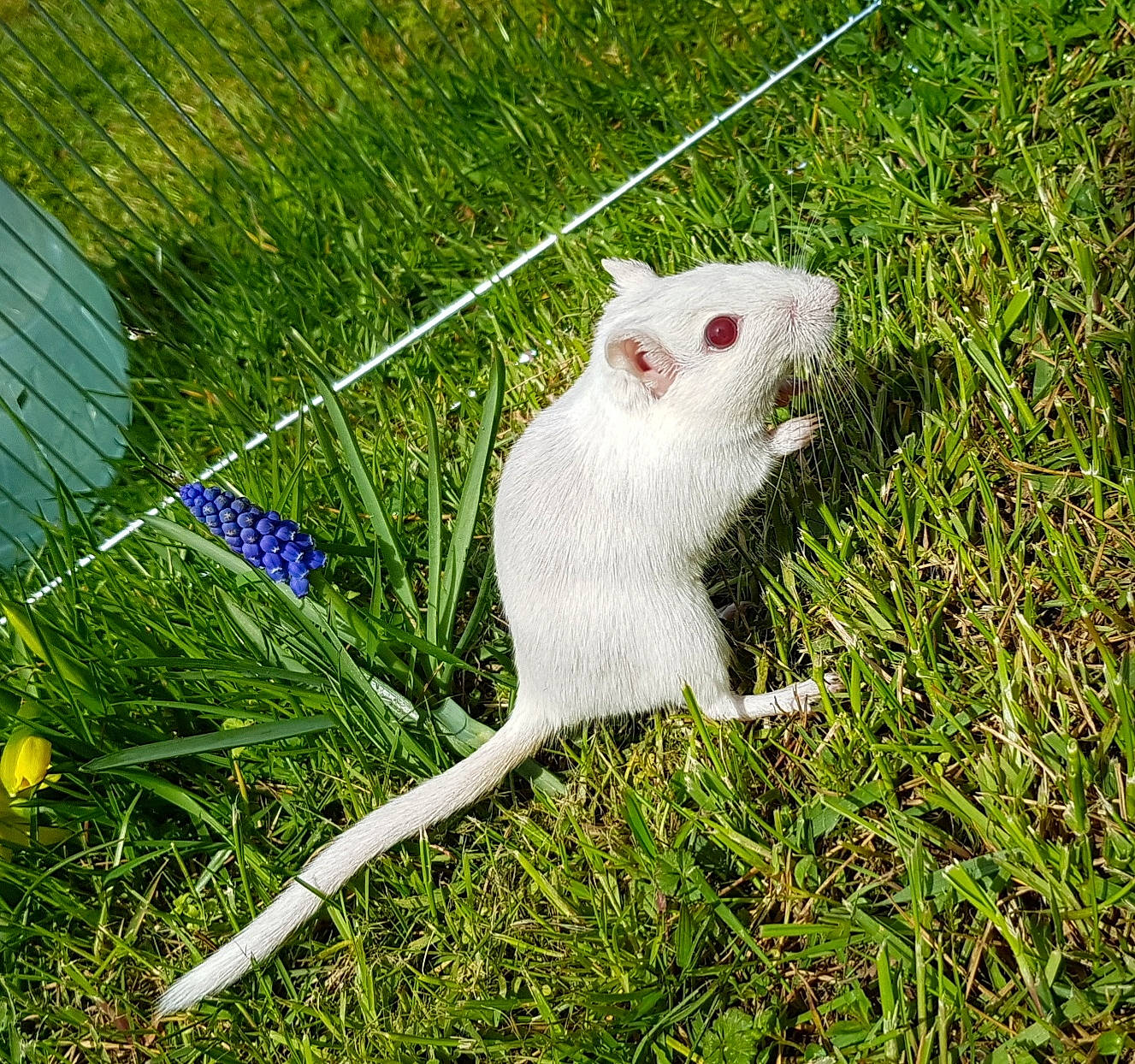 Bibiche participe au concours pour gagner de l'argent avec cette photo : fawn, gerbil, grass, hamster, mouse, muridae, muroidea, pest, plant, rat, rodent, tail