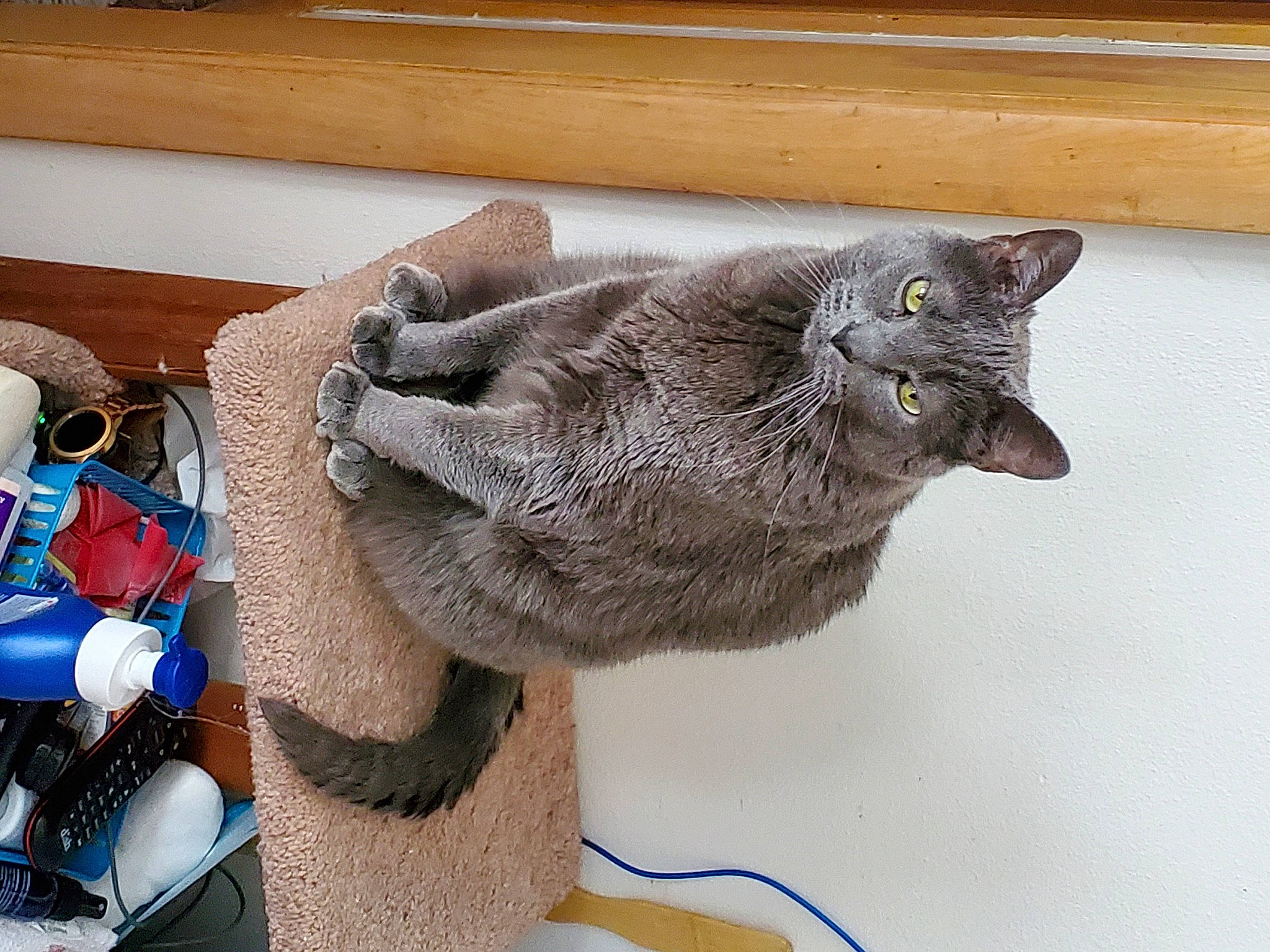 Chuck joined the competition — help win amazing prizes! carmine, carnivore, cat, claw, domestic_short_haired_cat, electric_blue, fashion_accessory, felidae, fur, grey, knitting, small_to_medium_sized_cats, snout, tail, thread, whiskers, window, wood, wool, woolen